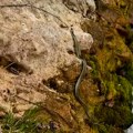 „Nepredvidive zmije: Fascinantan snimak na reci Gradac – Iznenađenje iz prirode!“